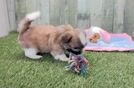 Popular Teddy Bear Designer Pup
