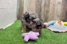 Petite Mini Aussiedoodle Poodle Mix Pup