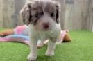 Cavapoo Puppy for Adoption
