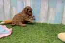 Meet Bodega - our Cavapoo Puppy Video