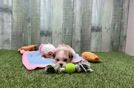 Meet Natalie - our Teddy Bear Puppy Video