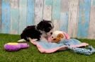 Meet Roman - our Cavachon Puppy Video