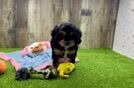 Meet Iris - our Cavapoo Puppy Video