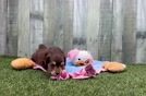 Little Aussiepoo Poodle Mix Puppy