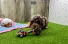 Friendly Poodle Purebred Pup