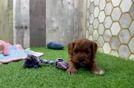 Funny Cavapoo Poodle Mix Pup