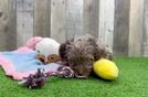Cavapoo Puppy for Adoption