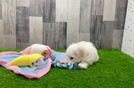 Meet Lewis - our Maltipoo Puppy Video