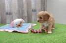 Popular Cavapoo Poodle Mix Pup