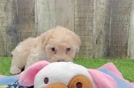 Hypoallergenic Havadoodle Poodle Mix Puppy