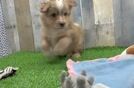 Best Mini Pomskydoodle Baby