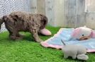Small Cockapoo Baby