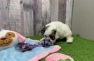 Best Cockapoo Baby