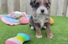 Adorable Bernese Doodle Poodle Mix Puppy