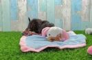 Friendly Yorkie Poo Baby