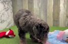 Best Mini Goldendoodle Baby