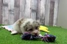 Popular Havapoo Poodle Mix Pup