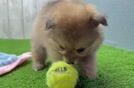 Best Pomeranian Baby