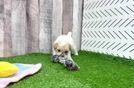 Meet Ruffle - our Poodle Puppy Video