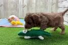 Smart Cavapoo Poodle Mix Pup