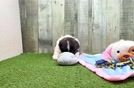 Shih Pom Pup Being Cute