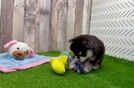 Meet Axel - our Pomsky Puppy Video