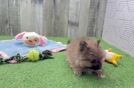 Friendly Pomeranian Purebred Pup
