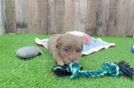 Petite Mini Aussiedoodle Poodle Mix Pup