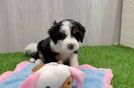 Mini Bernedoodle Puppy for Adoption