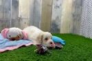 Cute Cockapoo Baby