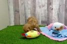 Cavapoo Pup Being Cute