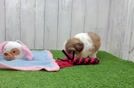 Havashu Puppy for Adoption