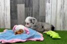 Meet Griffy - our Mini Aussie Puppy Video