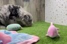 Meet Binga - our Mini Sheepadoodle Puppy Video