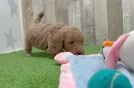 Funny Mini Goldendoodle Poodle Mix Pup