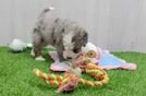 Mini Bernedoodle Puppy for Adoption