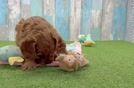 Cavapoo Pup Being Cute