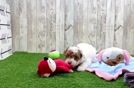 Poodle Pup Being Cute