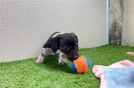 Dachshund Pup Being Cute