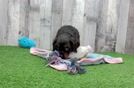 Cute Cocker Spaniel Baby