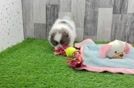 Little Pomeranian Purebred Pup