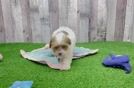 Petite Havapoo Poodle Mix Pup