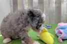 Cute Mini Bernedoodle Baby