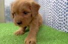 Adorable Golden Retriever Poodle Mix Poodle Mix Puppy