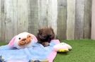 Meet Gorgeous - our Shih Pom Puppy Video