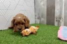 Best Cavapoo Baby