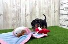 Cute Doxie Purebred Puppy