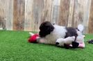 Popular Havanese Purebred Pup