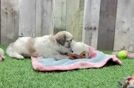 Meet Alexis - our Teddy Bear Puppy Video