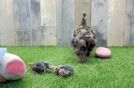 Meet Kassidy - our Cockapoo Puppy Video